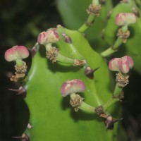 Euphorbia antiquorum L.